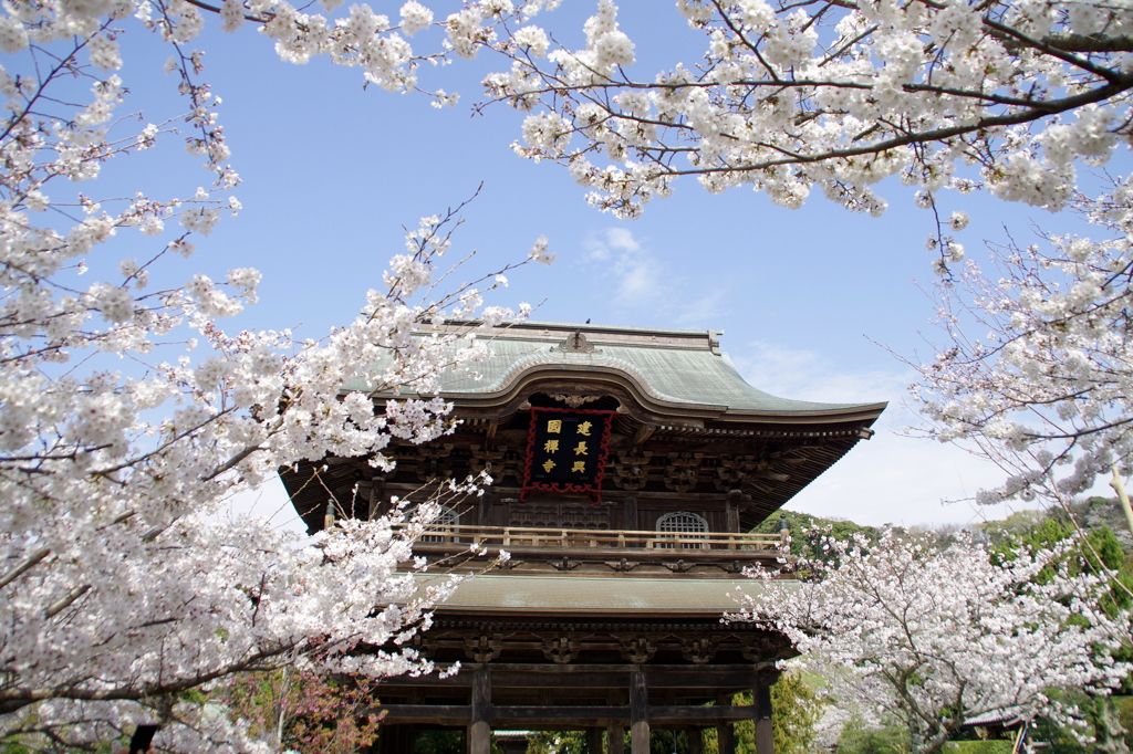 建長寺の桜