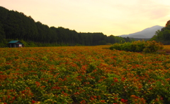 野っ原
