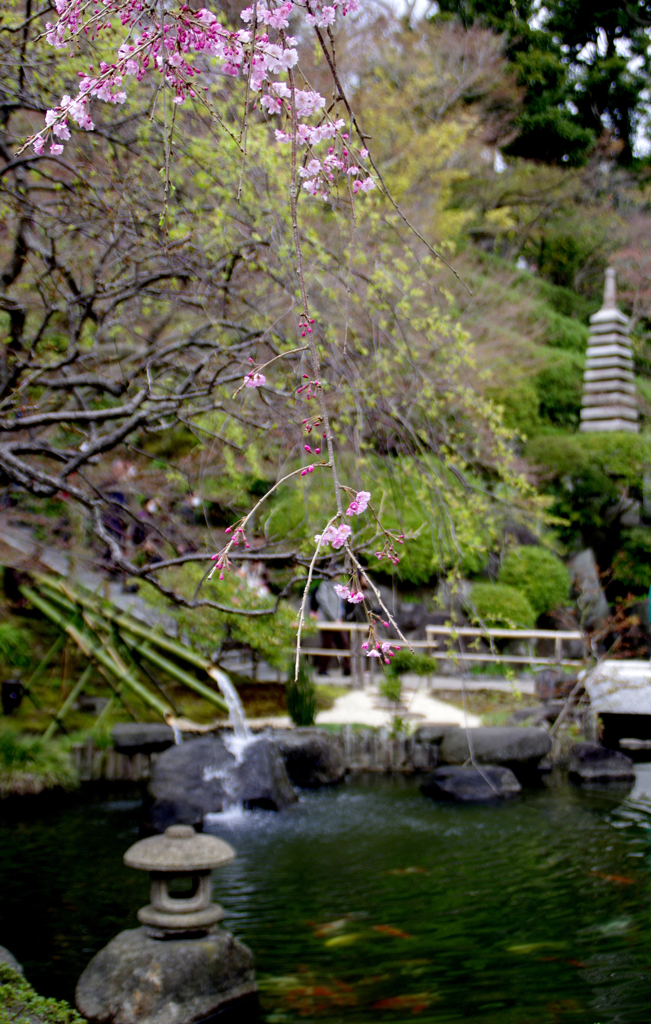 長谷寺のしだれ桜