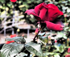 孤高の薔薇