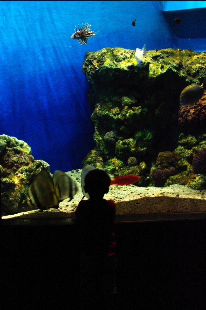 水族館にて