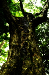 ブナの巨木