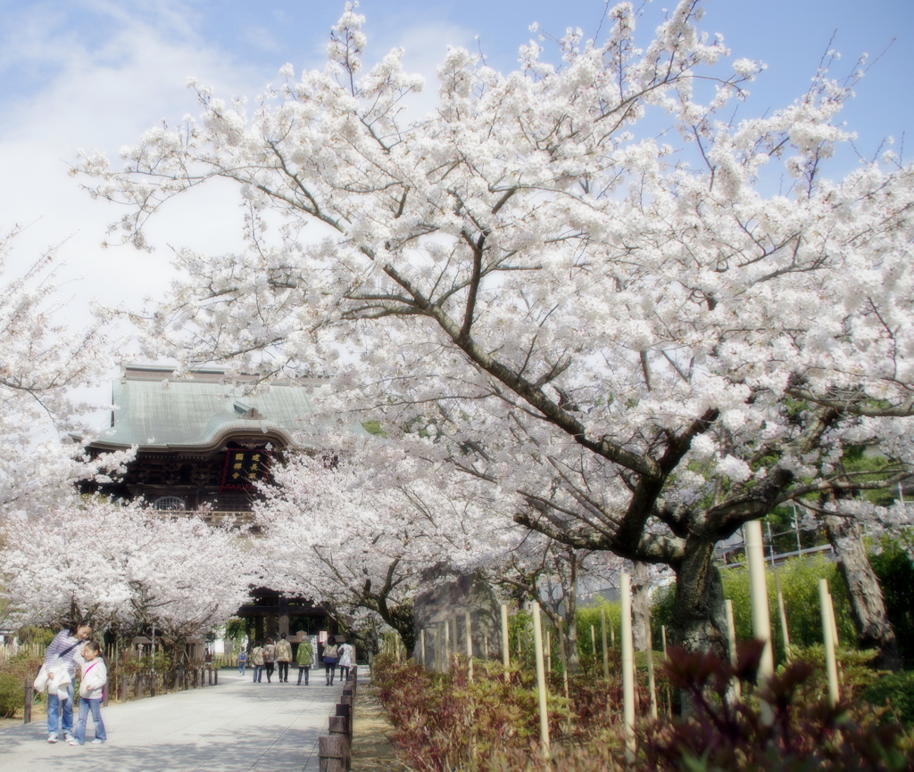 建長寺・桜回廊