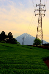 茶畑と早朝の富士