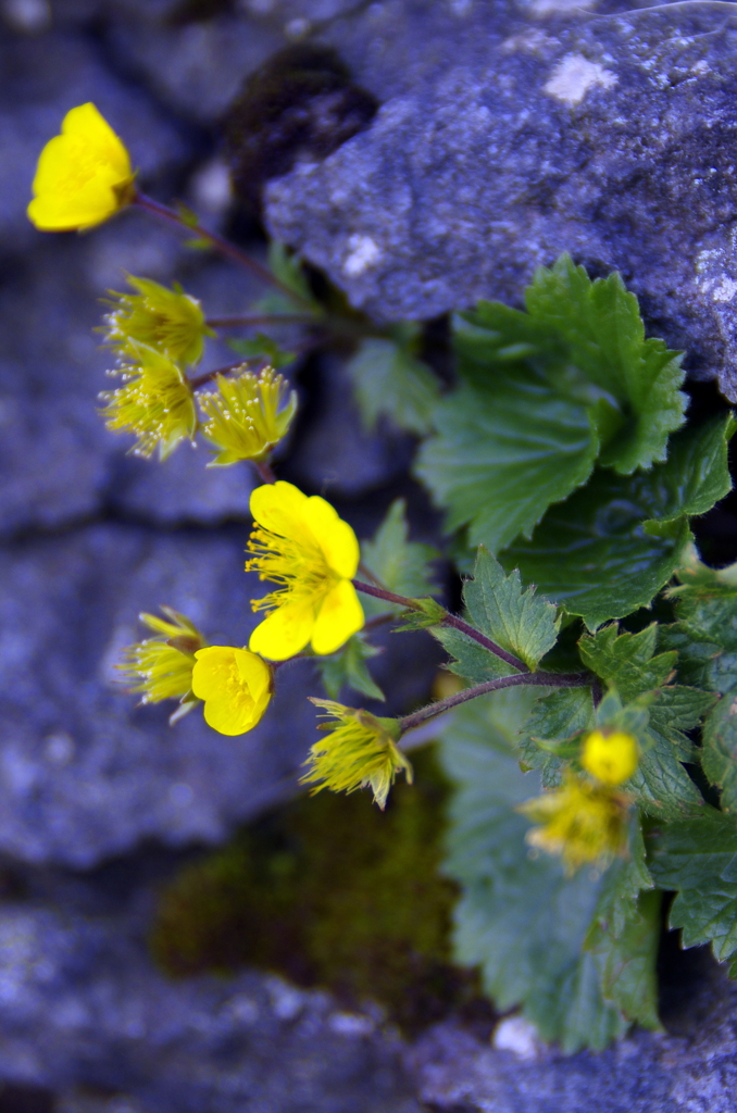 八ヶ岳の高山植物