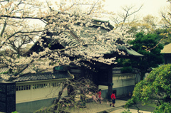 龍口寺の桜