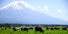 朝霧高原にて