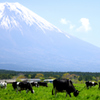 朝霧高原にて