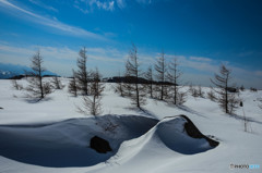 雪原