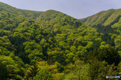 山滴る