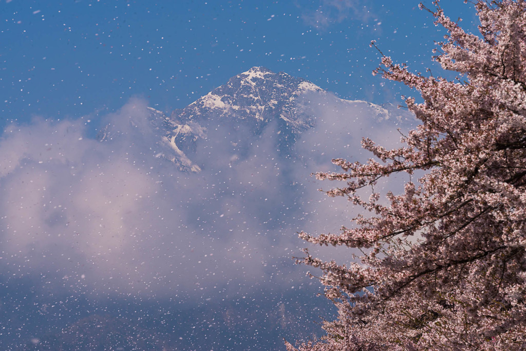 散る桜