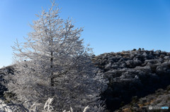 樹氷