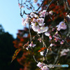 寒桜