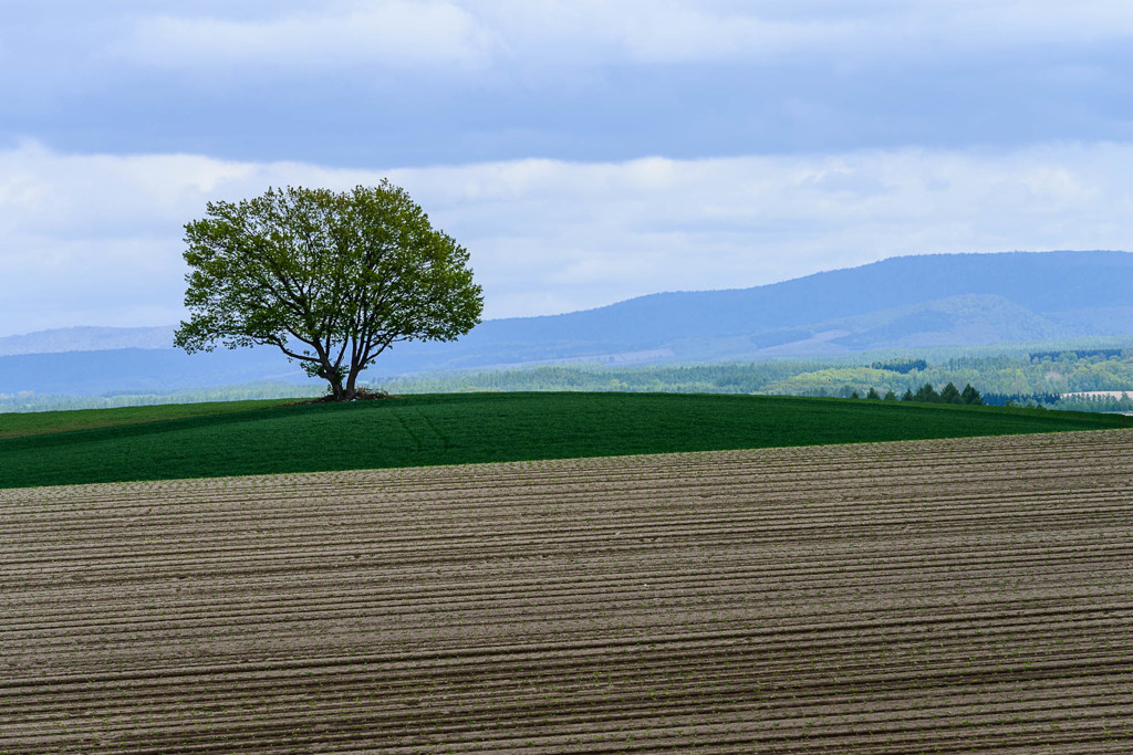 春の美瑛　点描　4