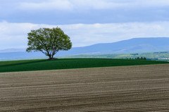 春の美瑛　点描　4