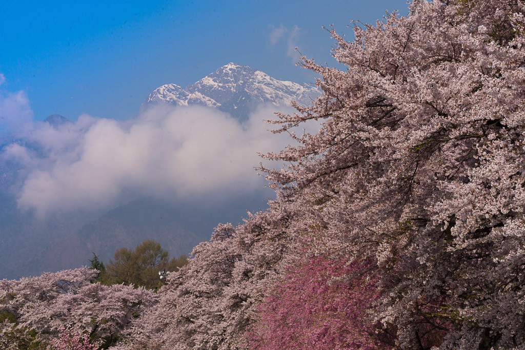 桜と甲斐駒