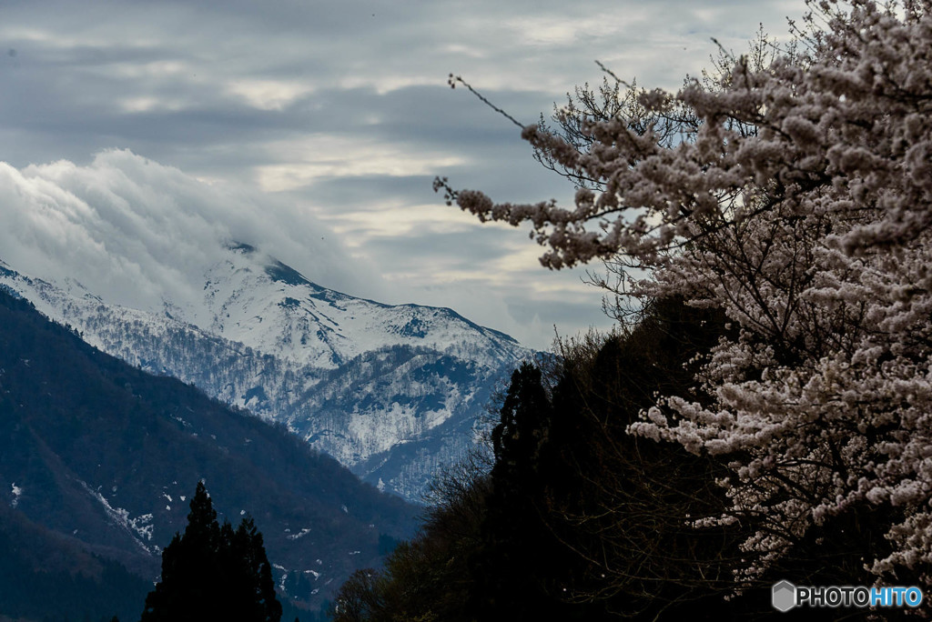 桜、滝雲