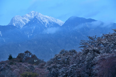 桜と