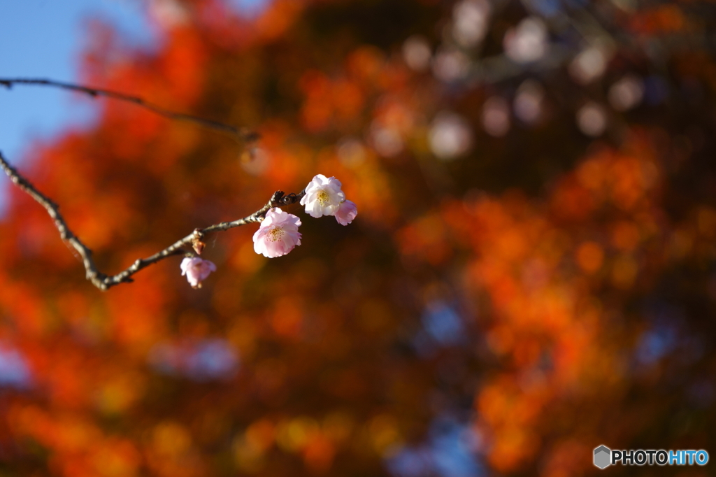 寒桜