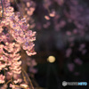 宵桜