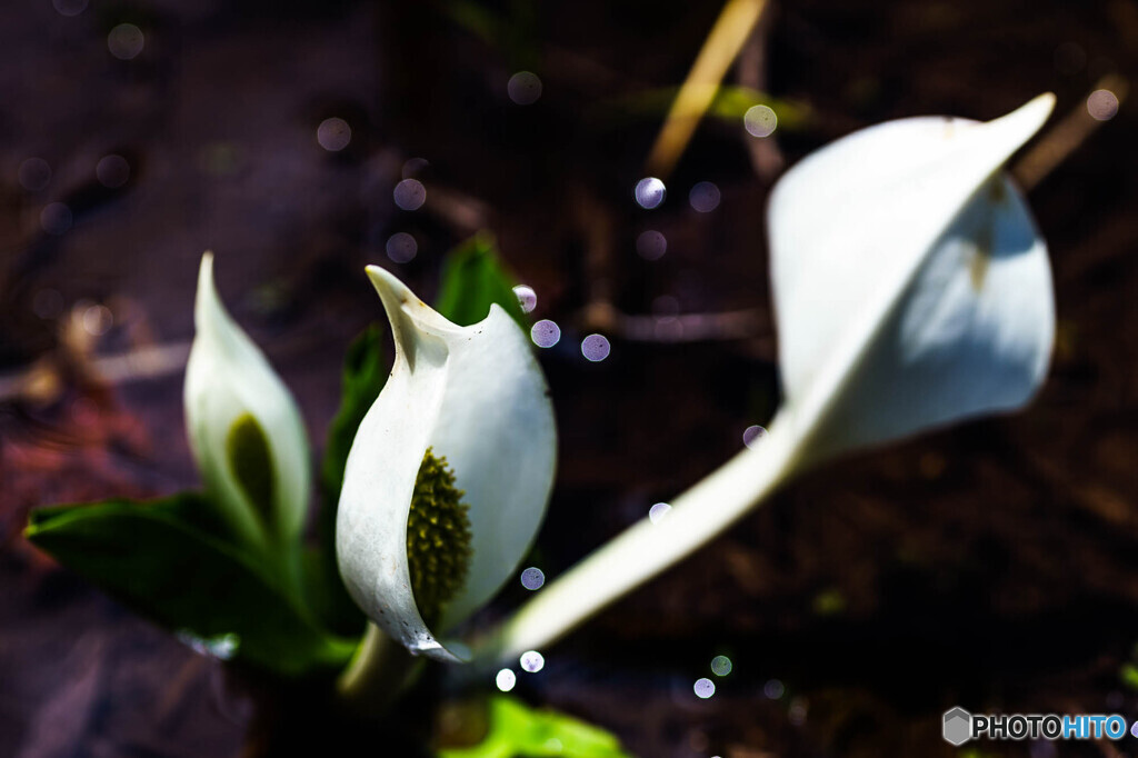 水芭蕉