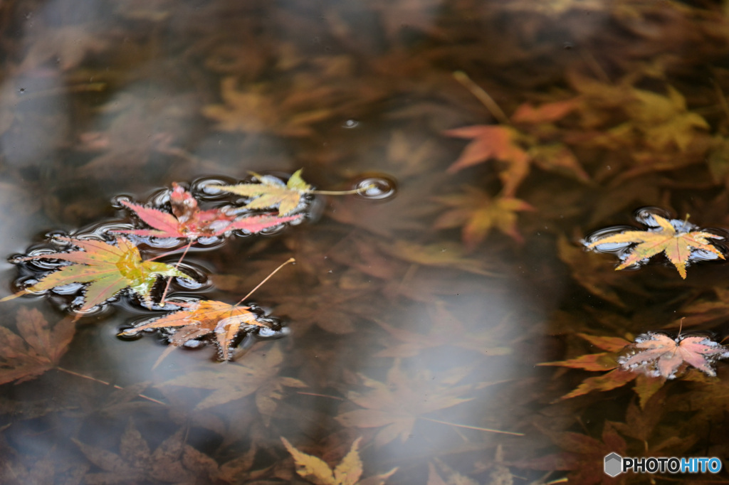 浮き紅葉