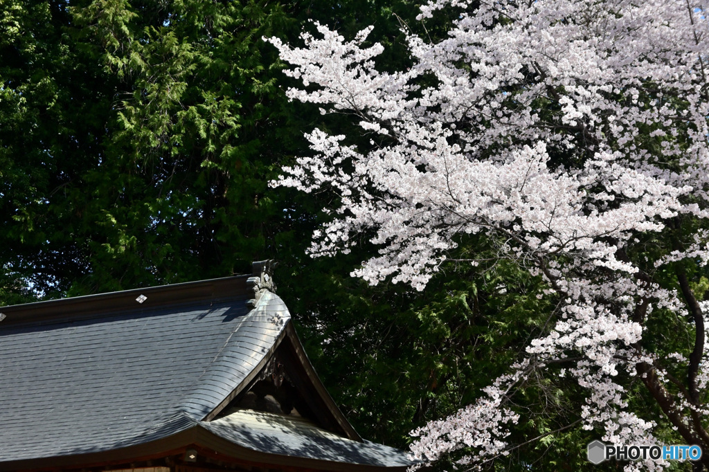 古社の桜