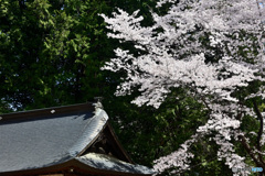 古社の桜