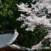 古社の桜