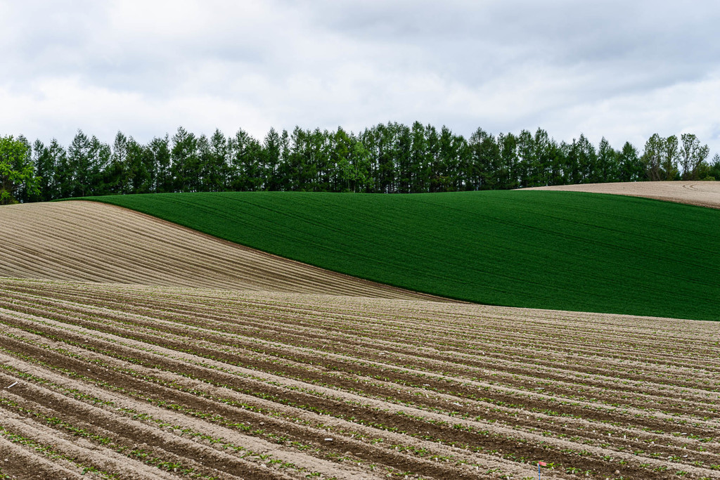春の美瑛　点描　3