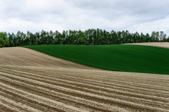 春の美瑛　点描　3