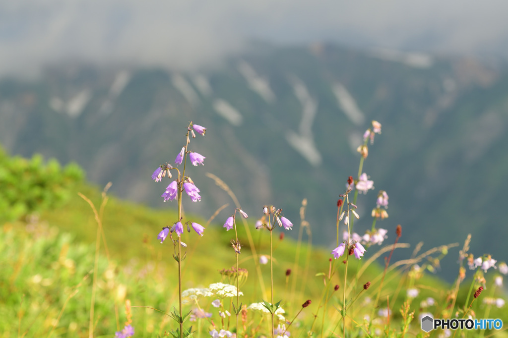 山に咲く