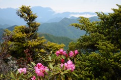 石楠花の山