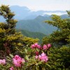 石楠花の山