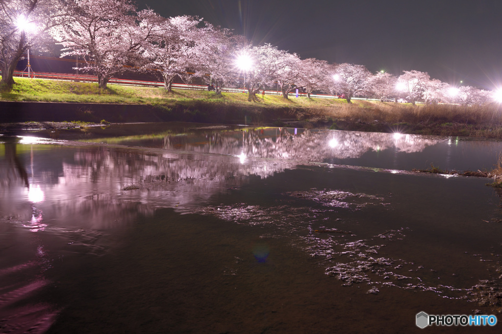 夜桜