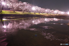 夜桜