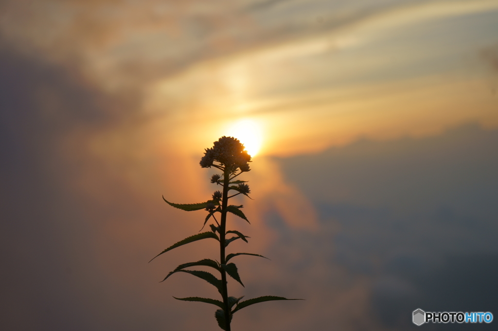 花一輪