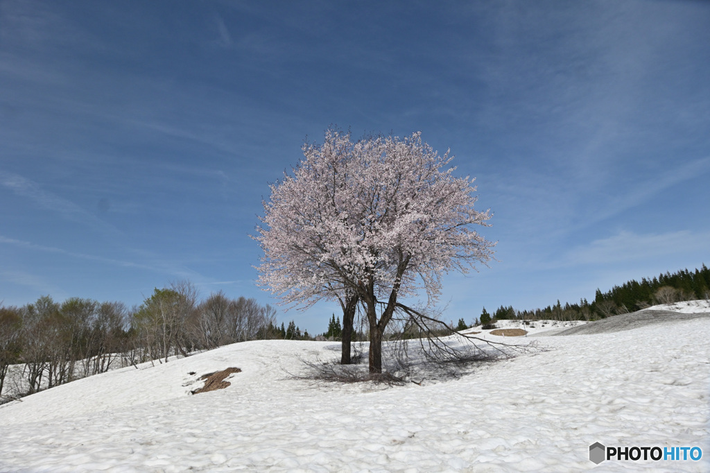 雪上桜