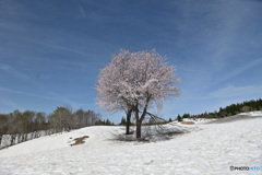 雪上桜