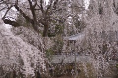 古刹　花衣