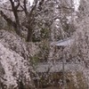 古刹　花衣