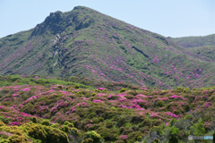 花に酔う