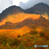 全山紅葉