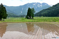八海山　初夏