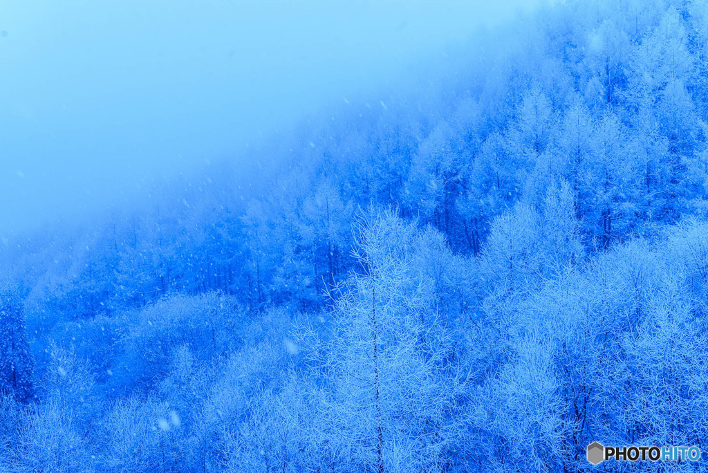 樹氷