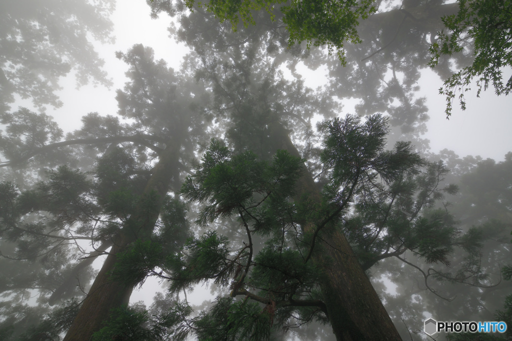 霧　纏う