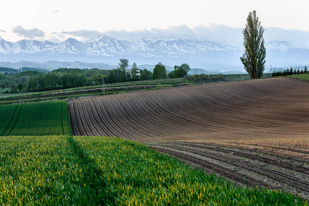春の美瑛　点描　1