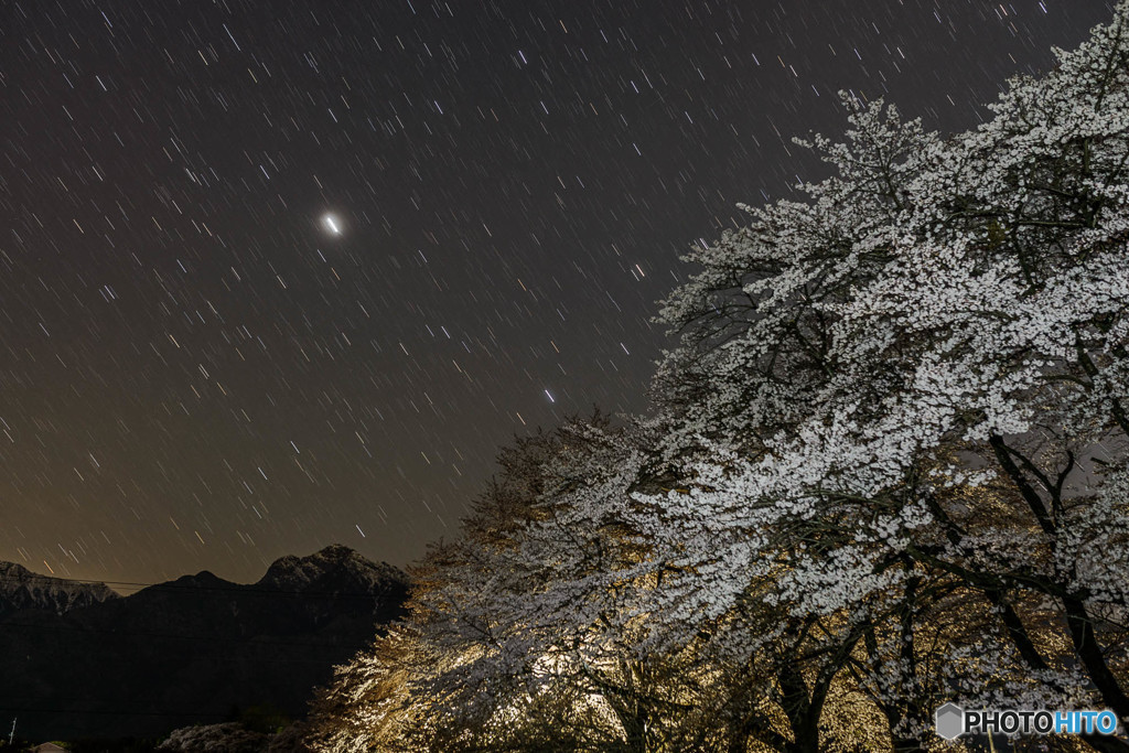 夜桜