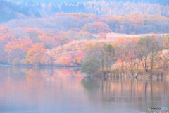 湿原紅葉