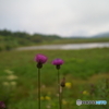花2輪